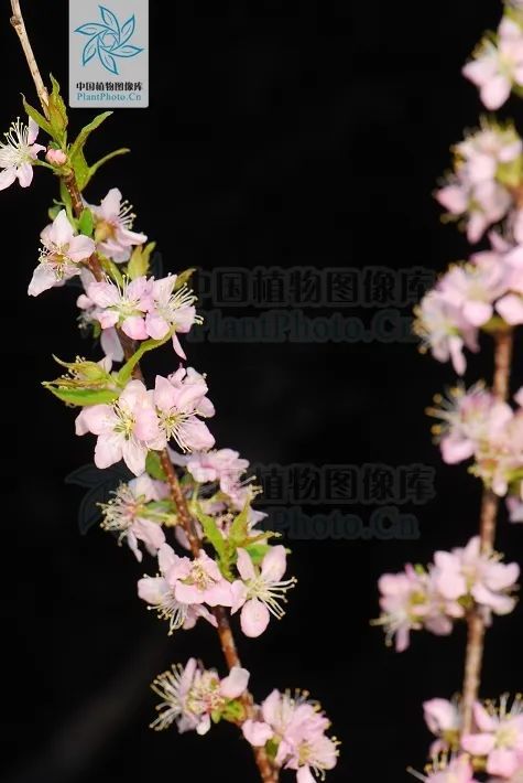 分辨蔷薇科：从入门到放弃